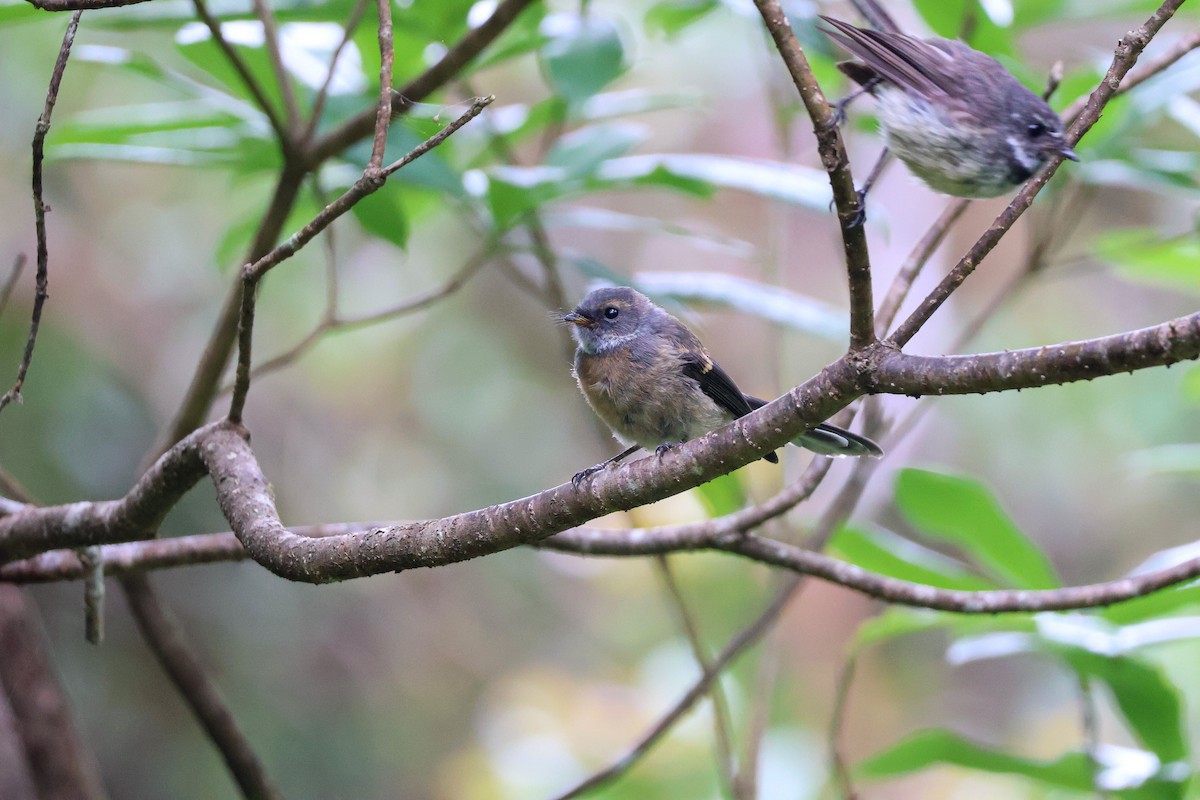 Gray Fantail - ML613116667