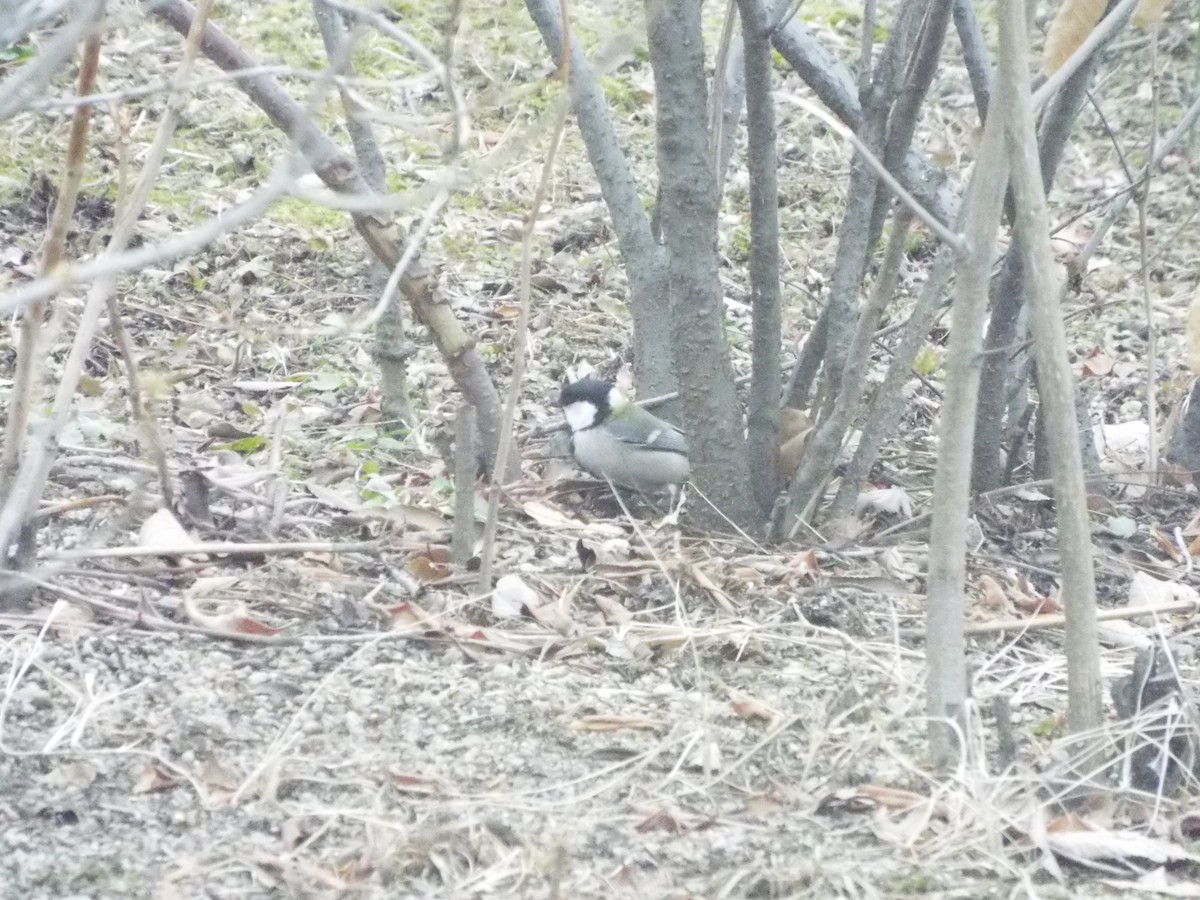 Eurasian Tree Sparrow - ML613116675