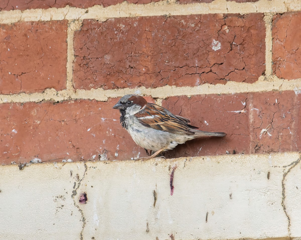 House Sparrow - ML613116696