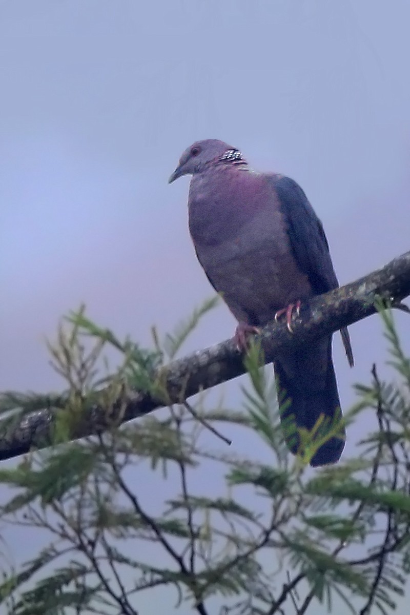 Sri Lanka Wood-Pigeon - sheau torng lim