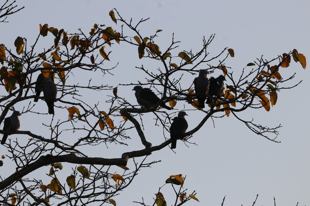 Green Imperial-Pigeon - Sabarna Salil