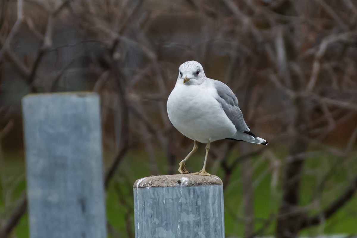 Common Gull - ML613116789