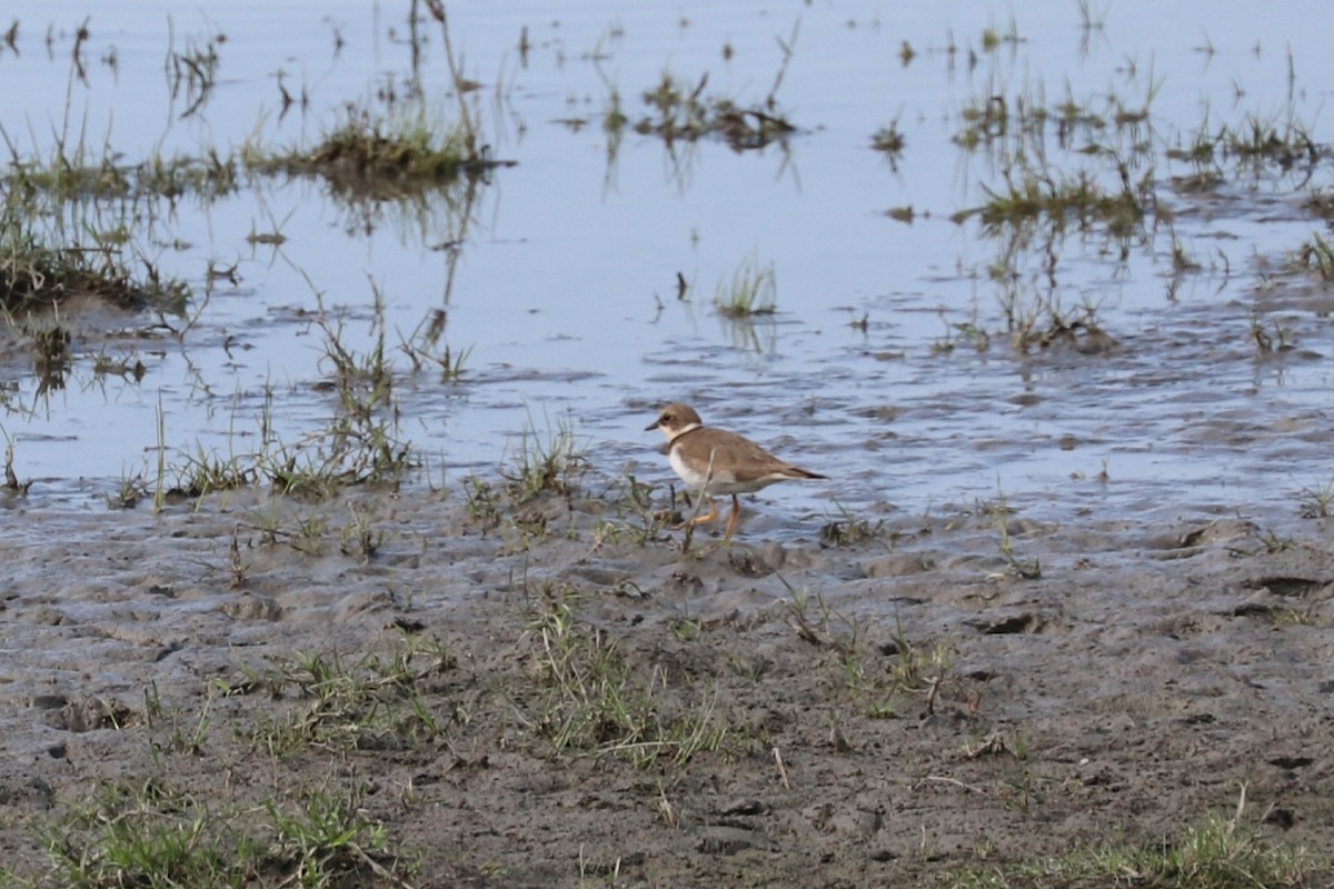 Little Ringed Plover - ML613116800