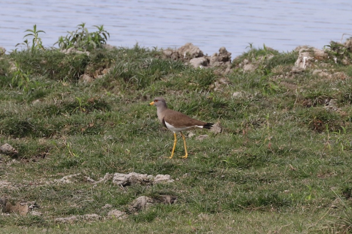 Gray-headed Lapwing - Sabarna Salil