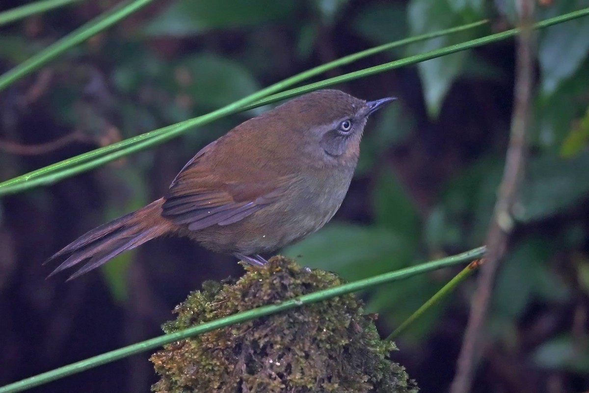 Sri Lanka Bush Warbler - ML613116839