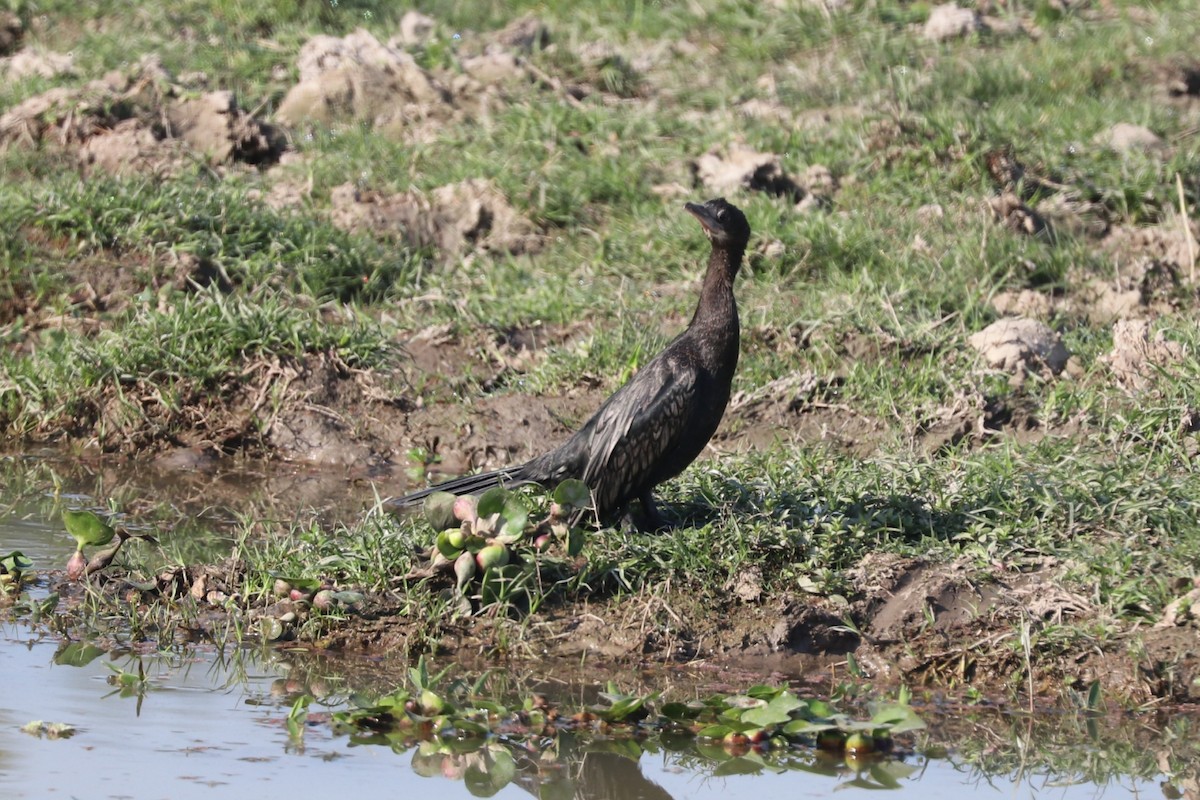 Little Cormorant - Sabarna Salil