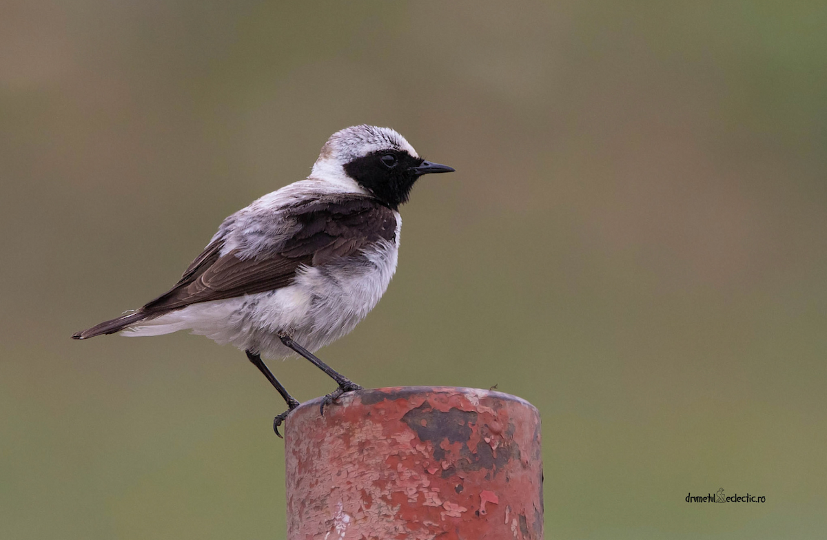 Eastern Black-eared Wheatear - ML613116849