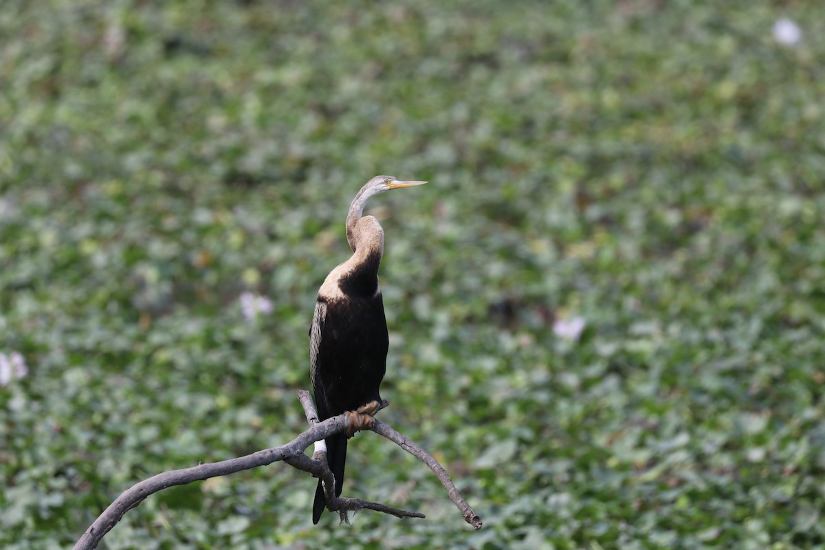 Oriental Darter - Sabarna Salil