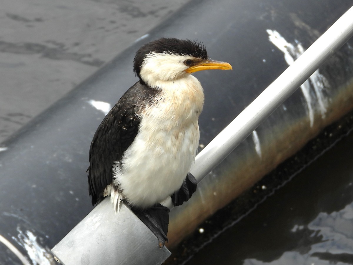 Little Pied Cormorant - ML613116887