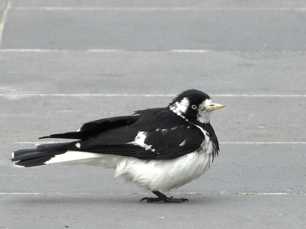 Magpie-lark - ML613116889