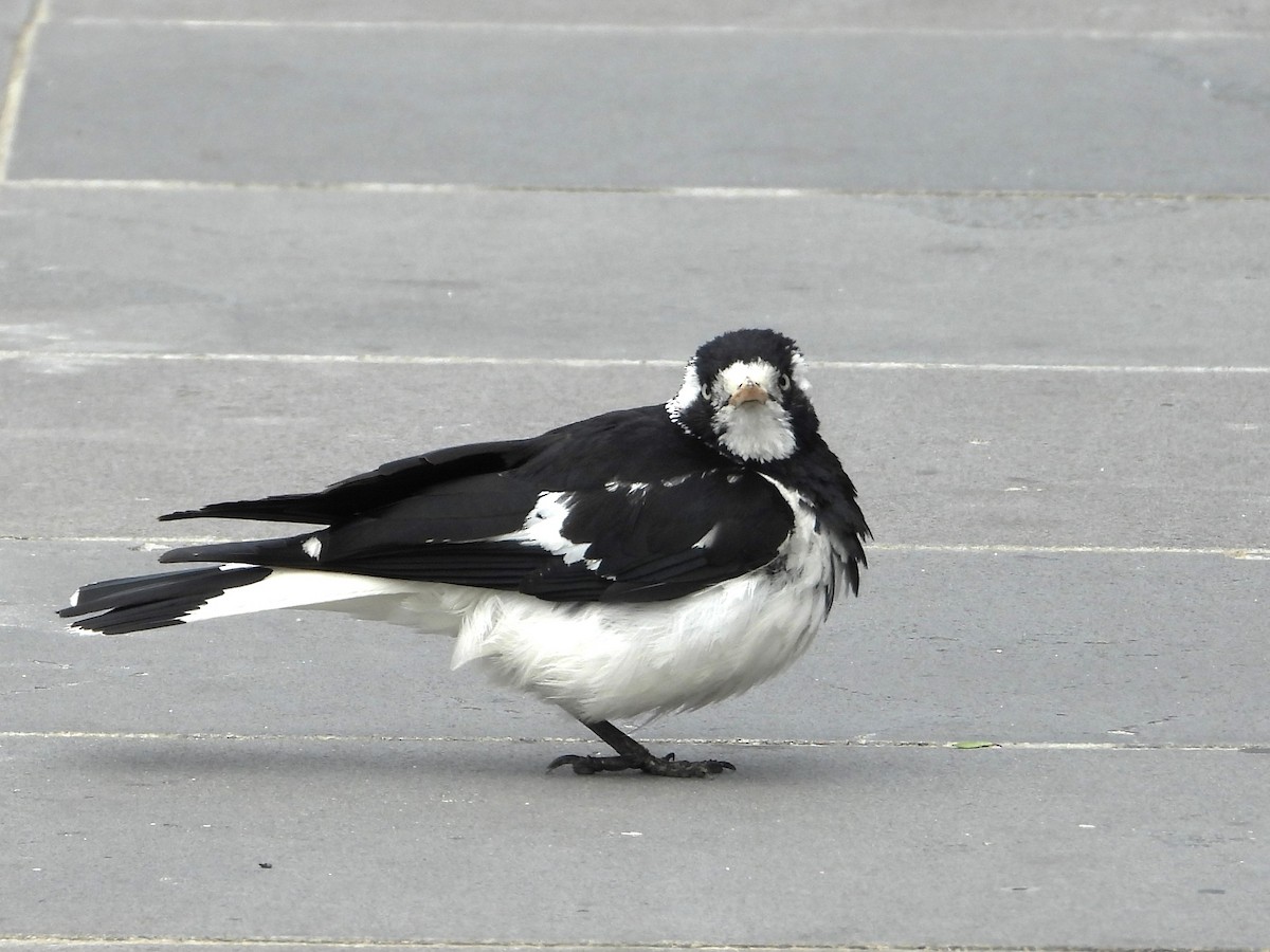 Magpie-lark - ML613116890