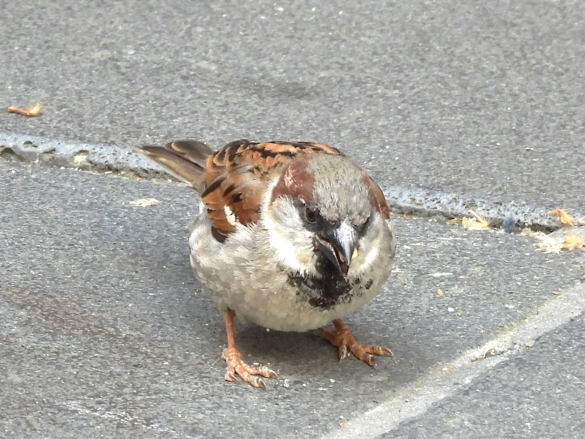 Оронгийн бор шувуу - ML613116891