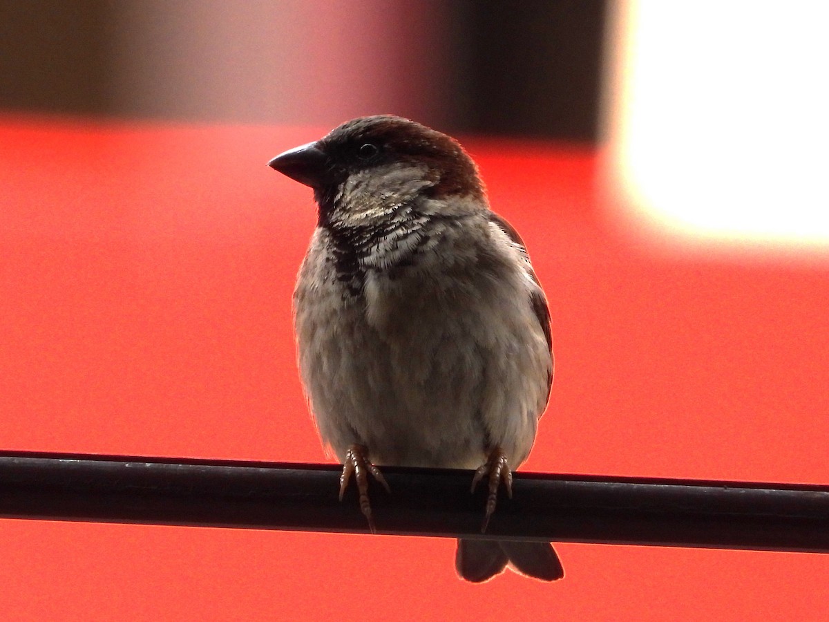 Оронгийн бор шувуу - ML613116893