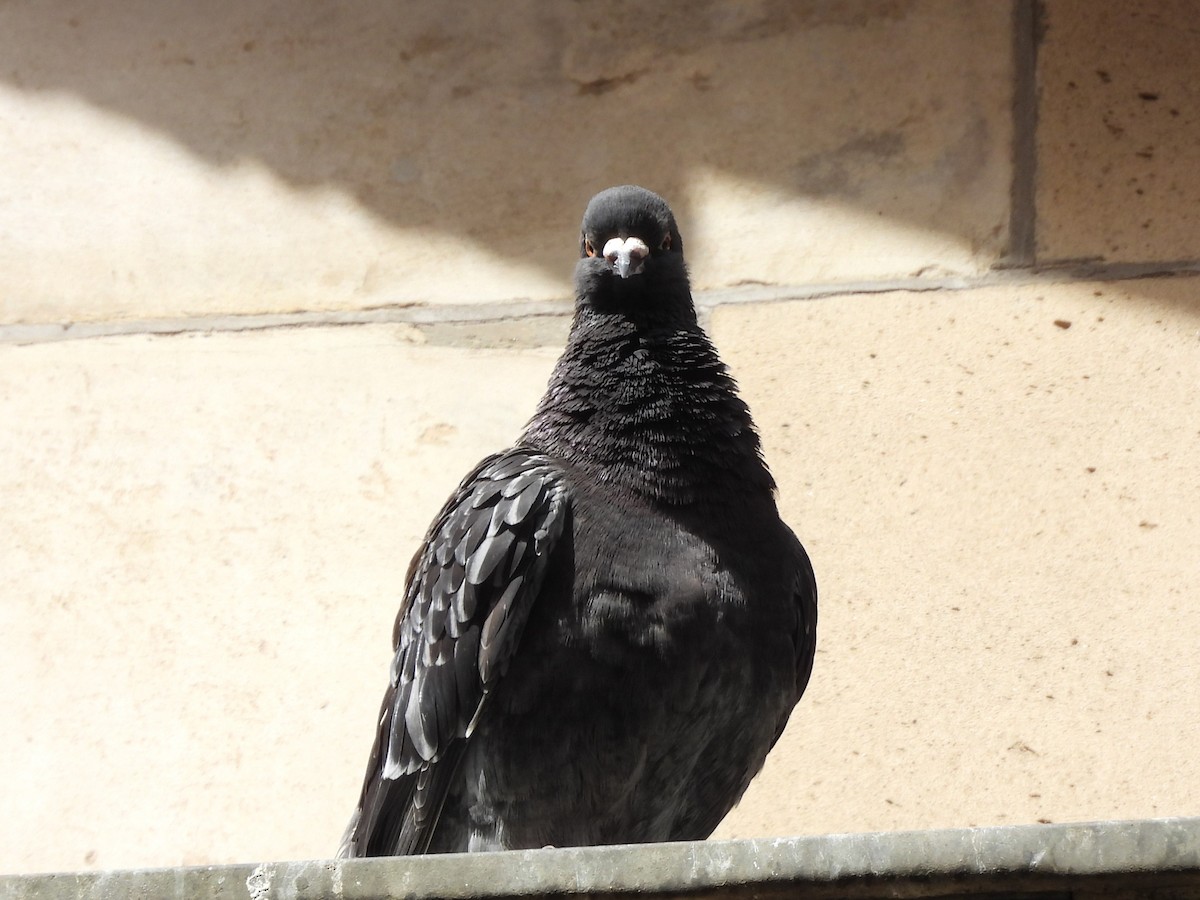 Хөхвөр тагтаа (суурин газрын) - ML613116896