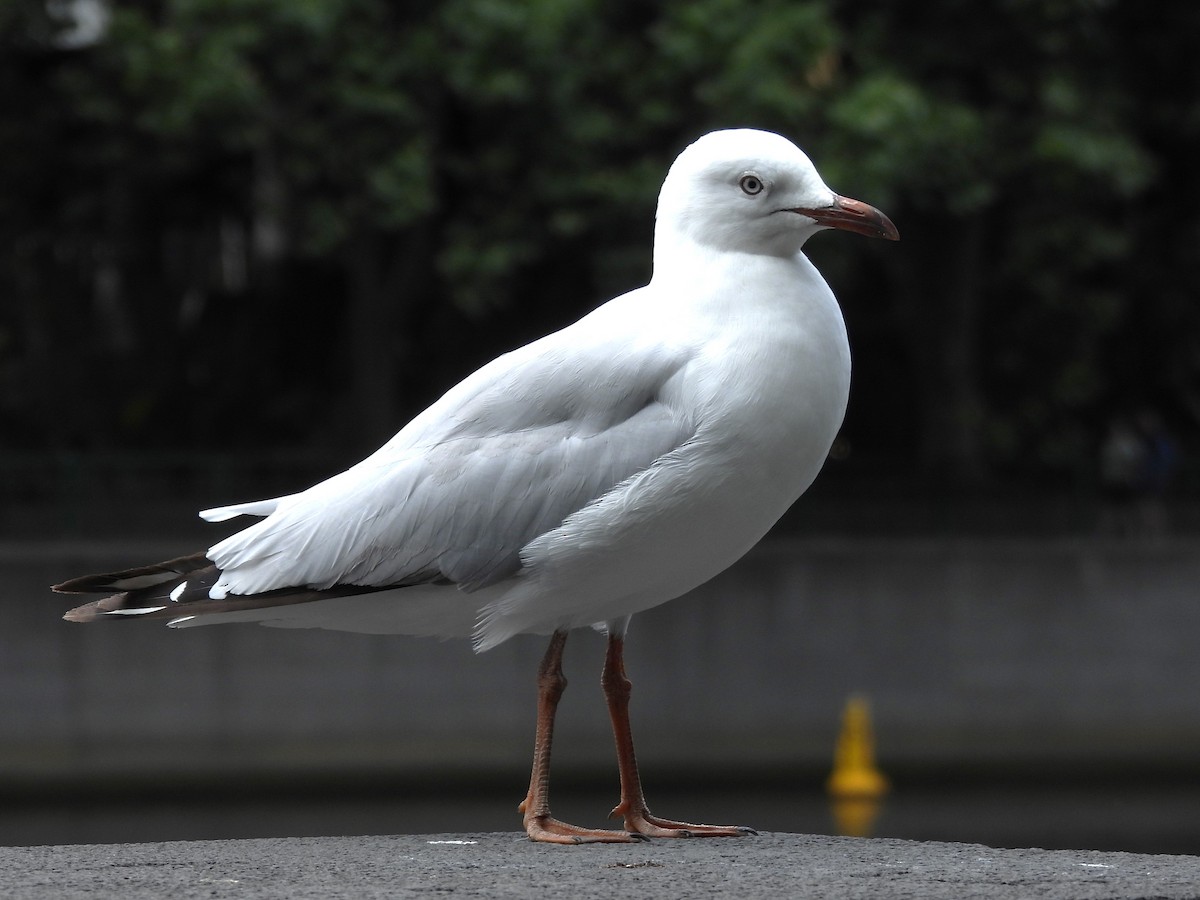 Silver Gull - ML613116897