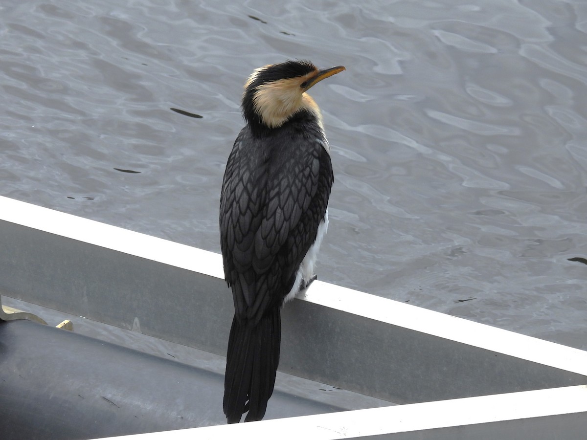 Little Pied Cormorant - ML613116898