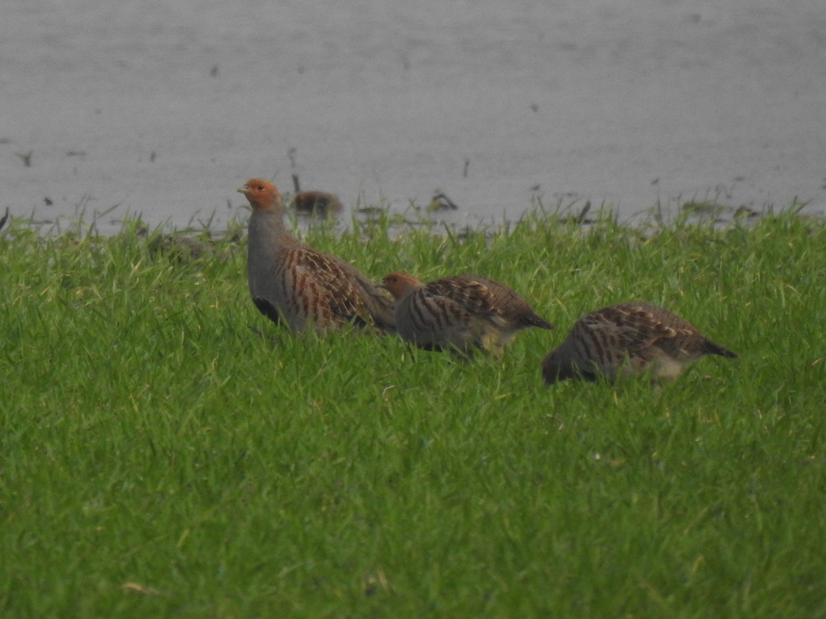 Gray Partridge - ML613116907