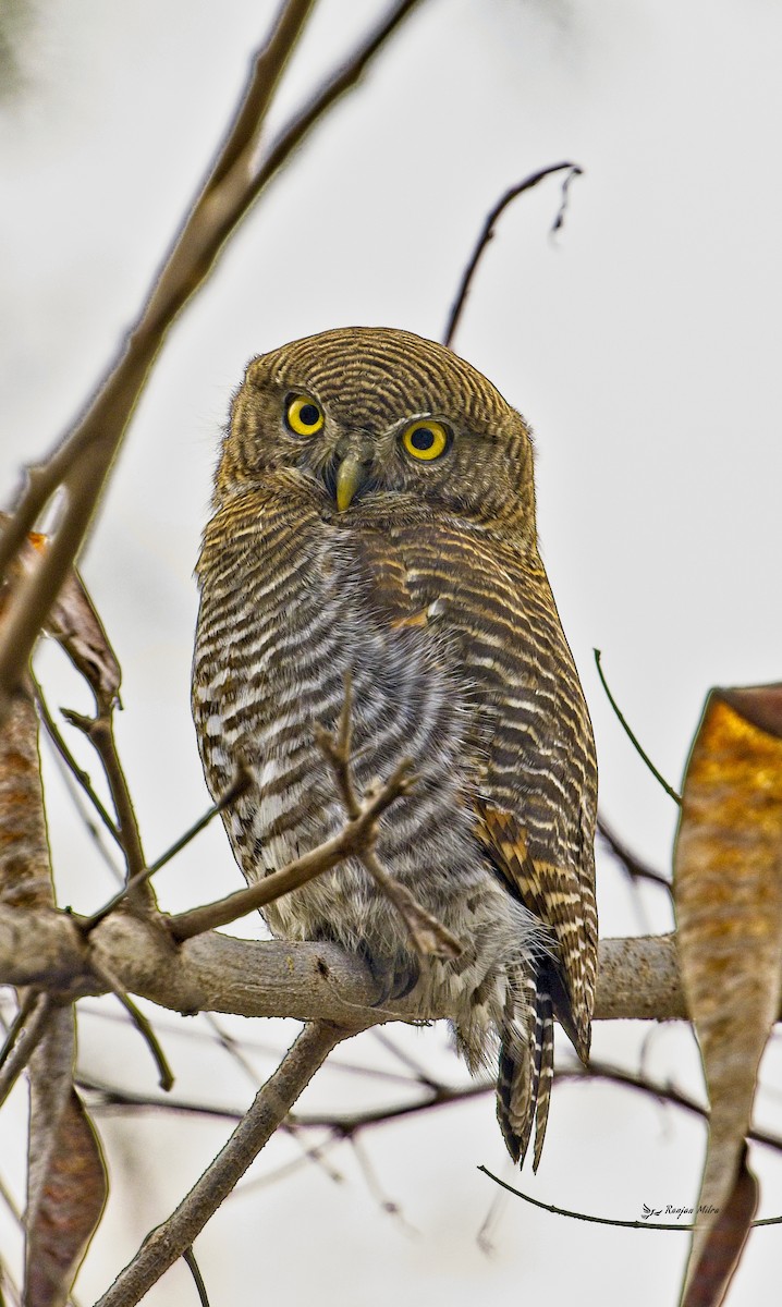 Jungle Owlet - Ranjan Mitra