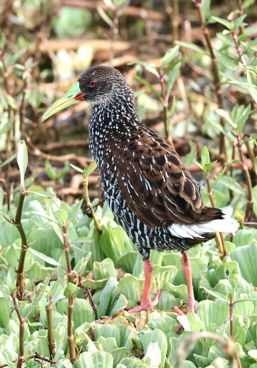 Spotted Rail - Ciro Albano