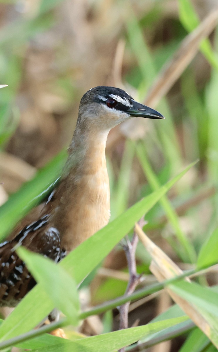 Yellow-breasted Crake - Ciro Albano