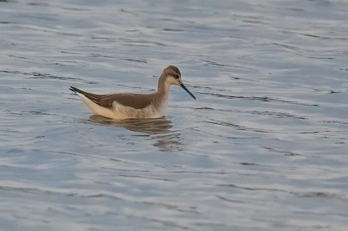 Wilson's Phalarope - ML613116913