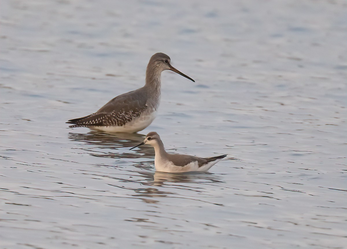 Wilson's Phalarope - ML613116914