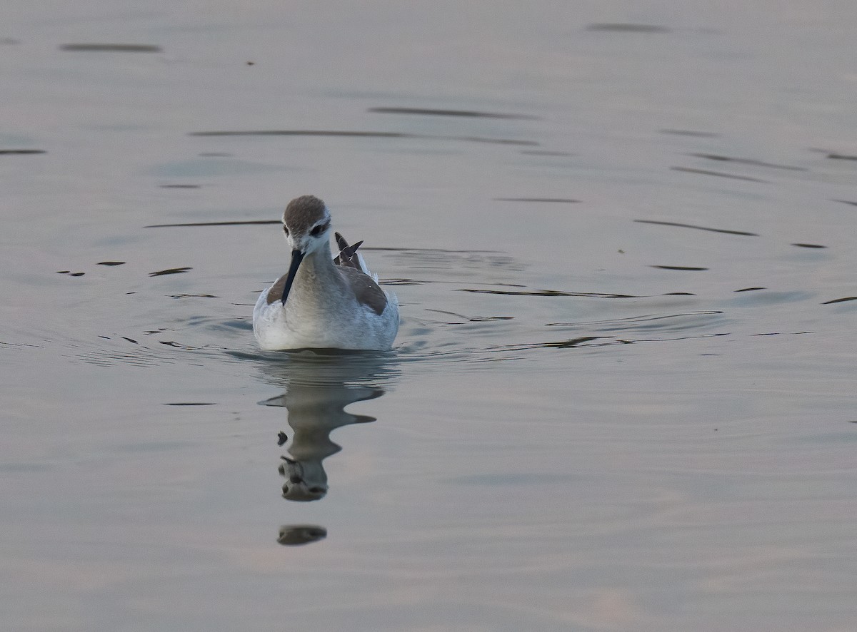 Wilson's Phalarope - ML613116915