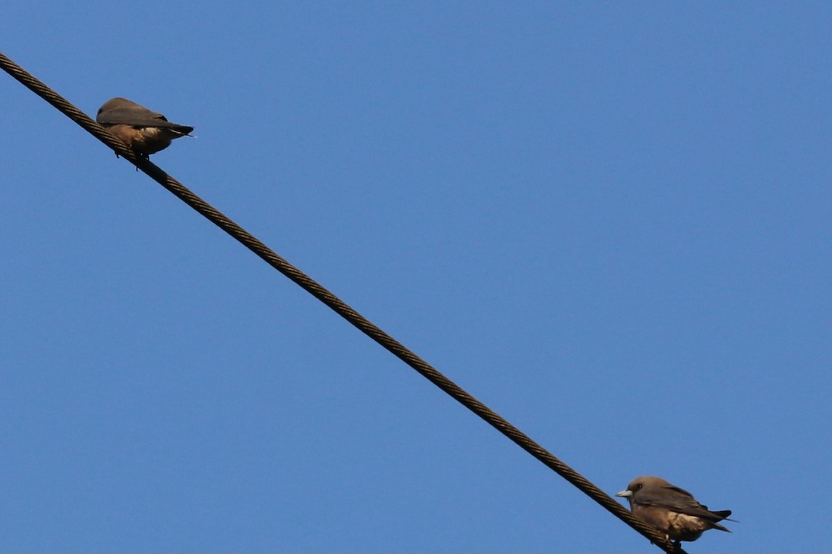 Ashy Woodswallow - ML613116923