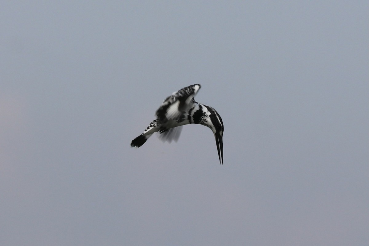 Martin-pêcheur pie - ML613116925