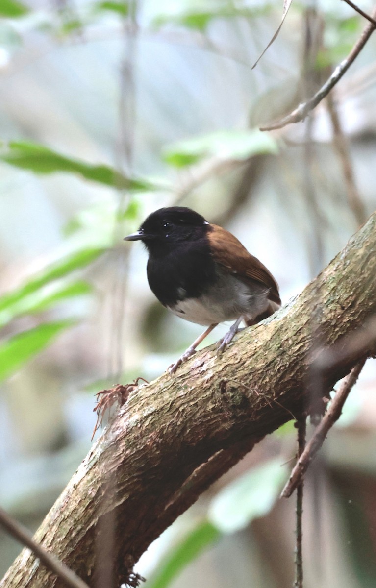 Hooded Gnateater - Ciro Albano