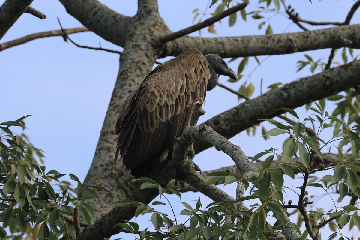 Slender-billed Vulture - Sabarna Salil