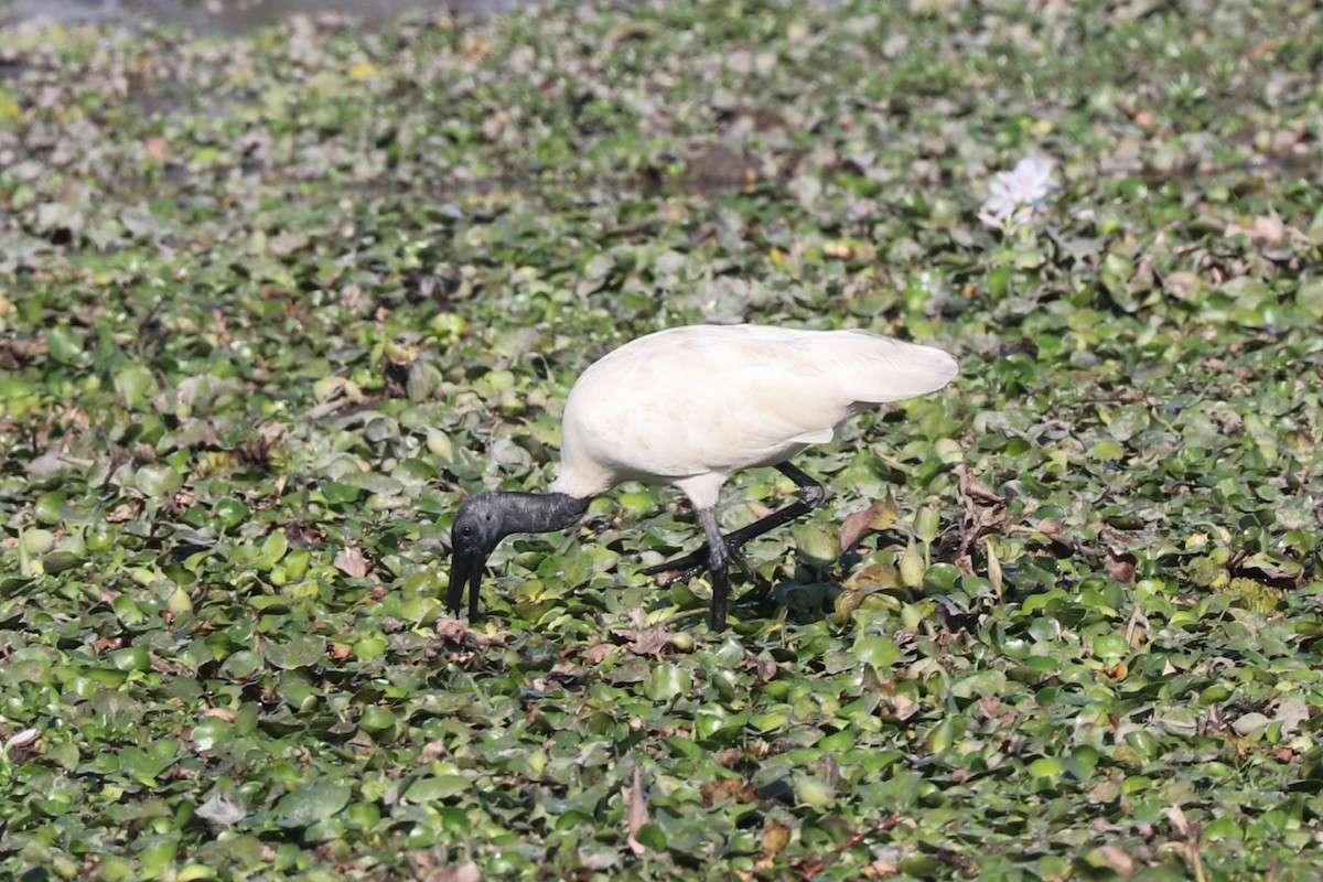 Black-headed Ibis - Sabarna Salil