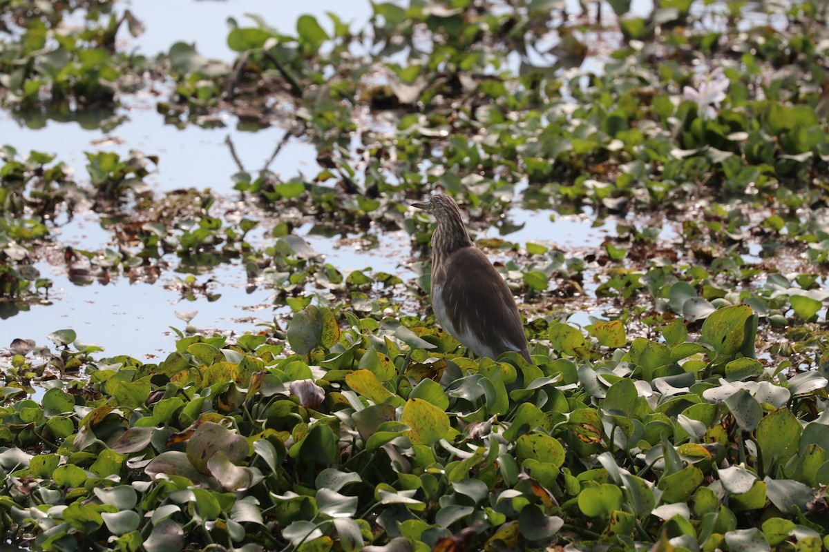 Indian Pond-Heron - Sabarna Salil