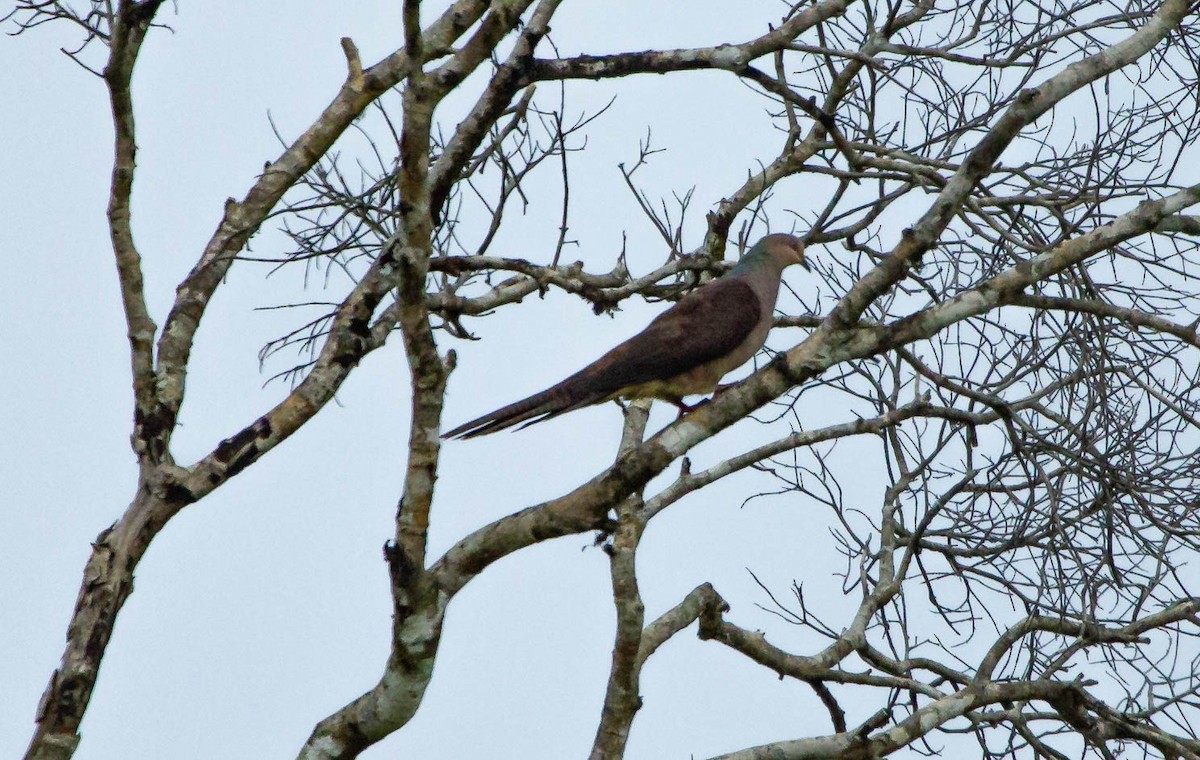 Barred Cuckoo-Dove - ML613116995