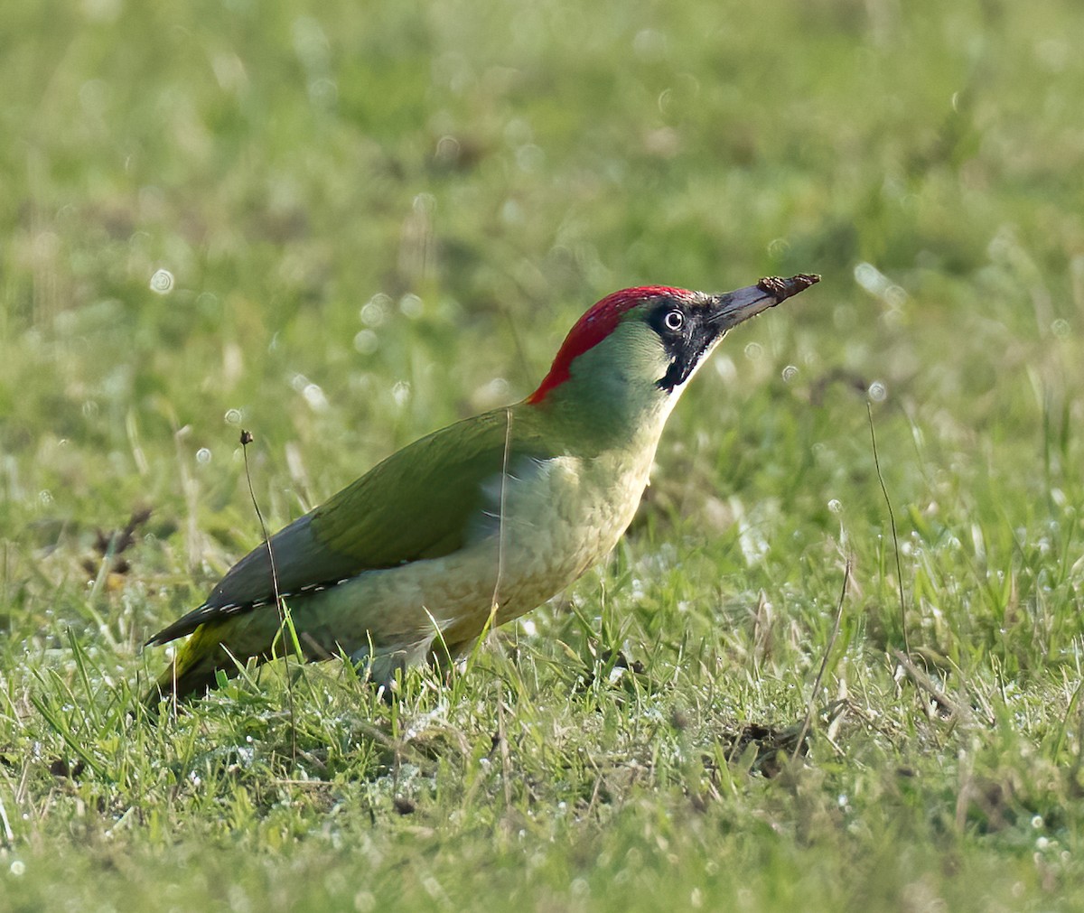Eurasian Green Woodpecker - ML613117006