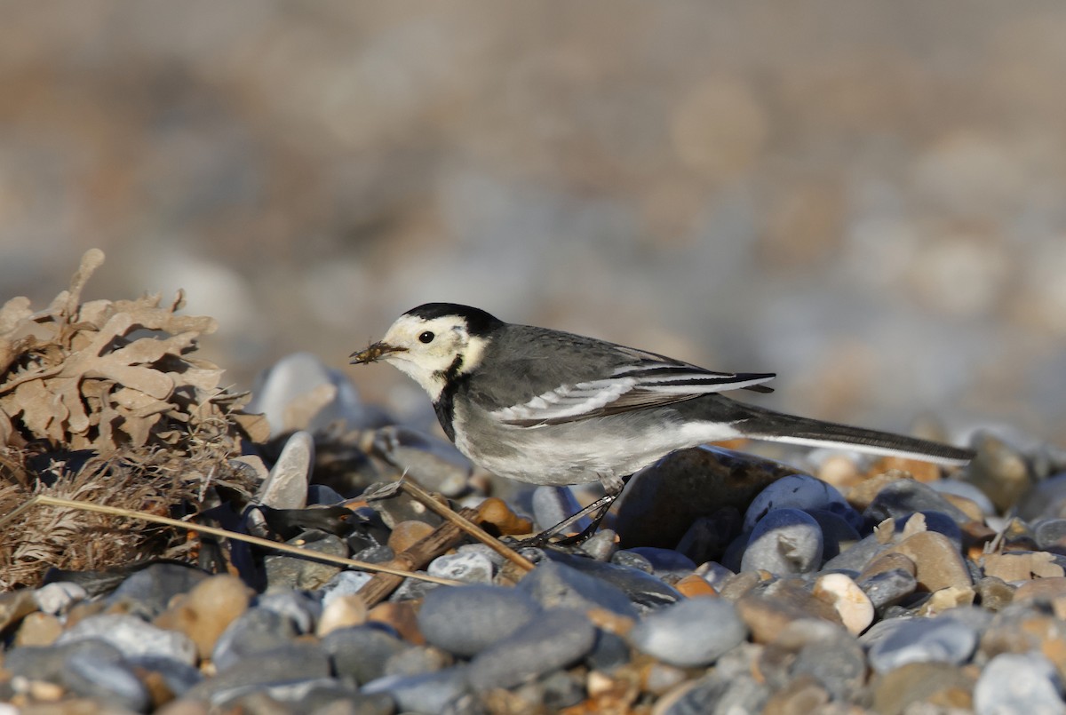 White Wagtail (British) - ML613117078