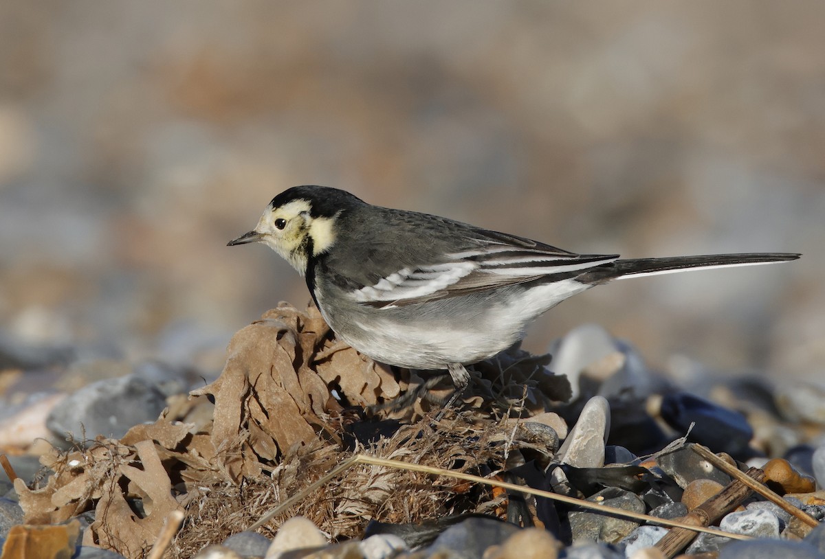 White Wagtail (British) - ML613117079