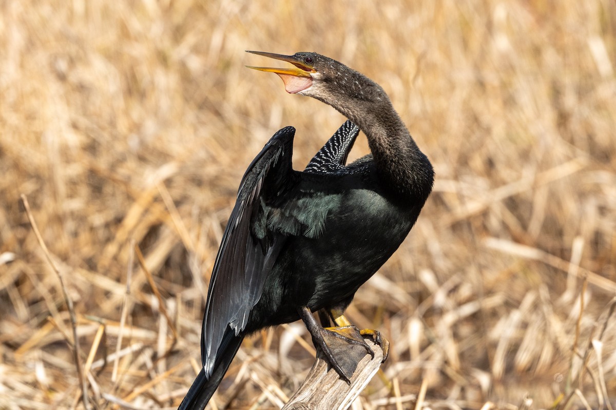 Anhinga d'Amérique - ML613117097