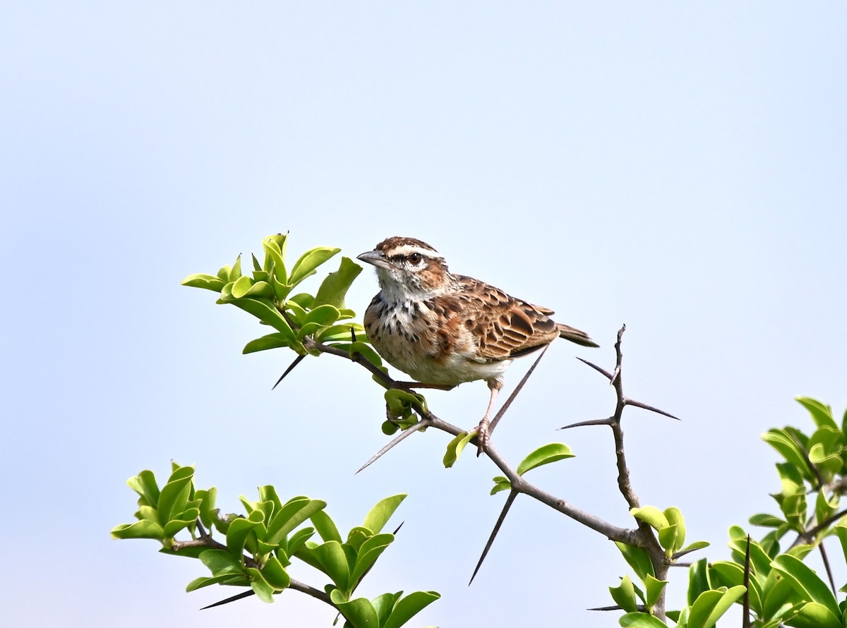 Fawn-colored Lark (Foxy) - Adarsh Nagda