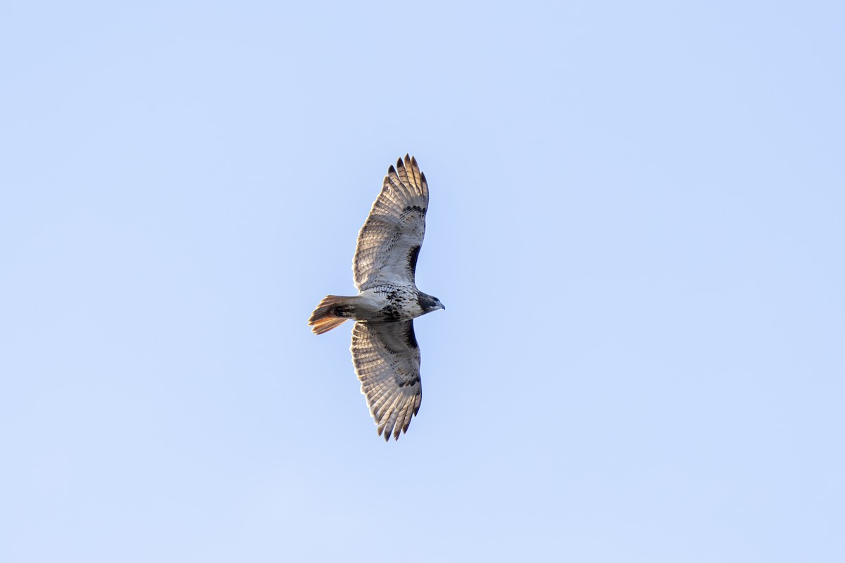 Red-tailed Hawk - ML613117152
