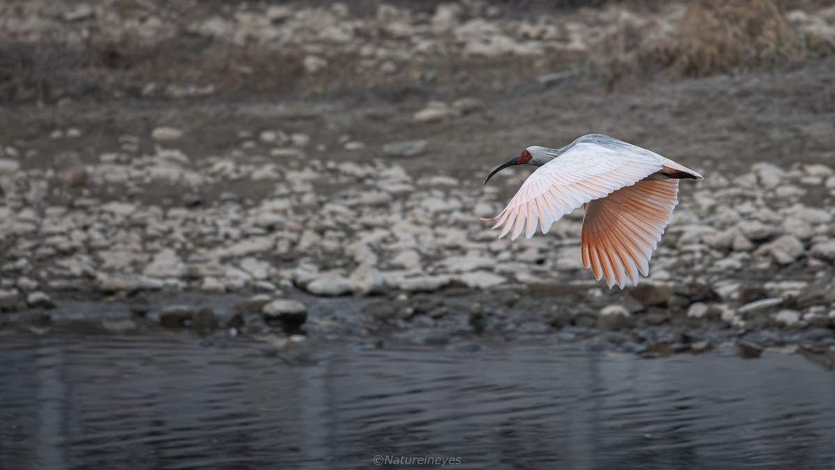 Crested Ibis - ML613117154