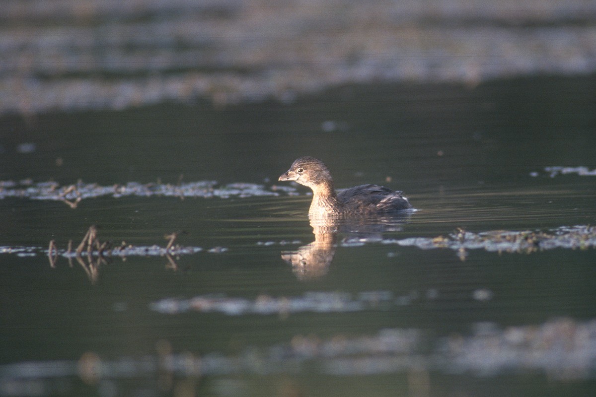 Pied-billed Grebe - ML613117164