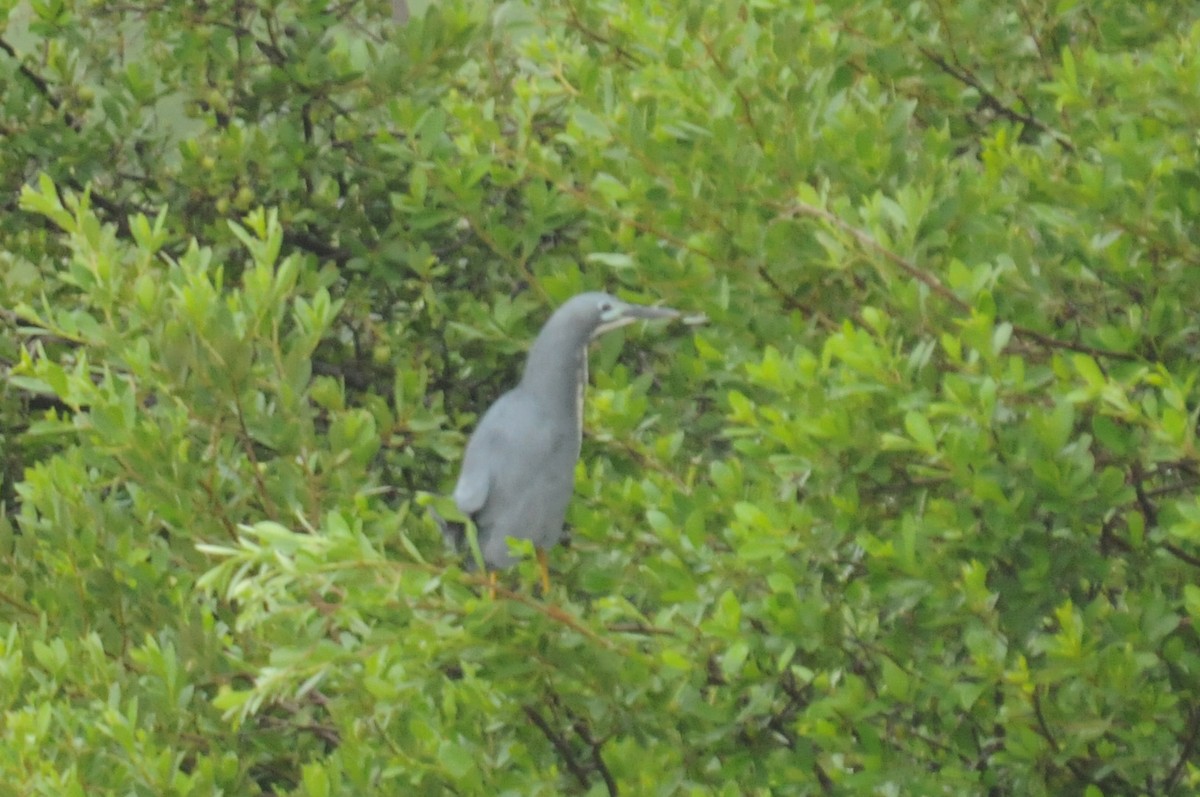 Dwarf Bittern - ML613117186