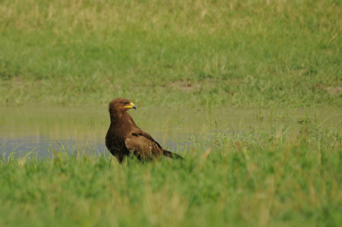 Lesser Spotted Eagle - ML613117209