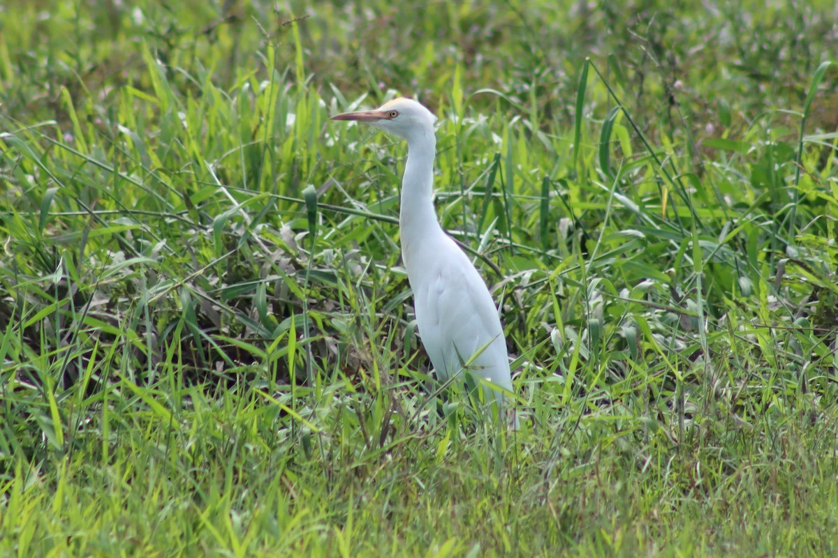 Eastern Cattle-Egret - ML613117243