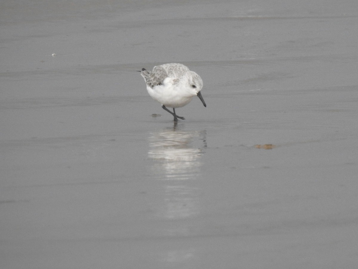 Bécasseau sanderling - ML613117293