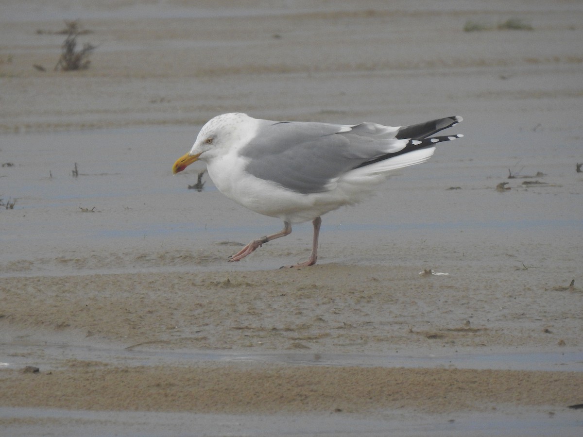 Herring Gull - ML613117296