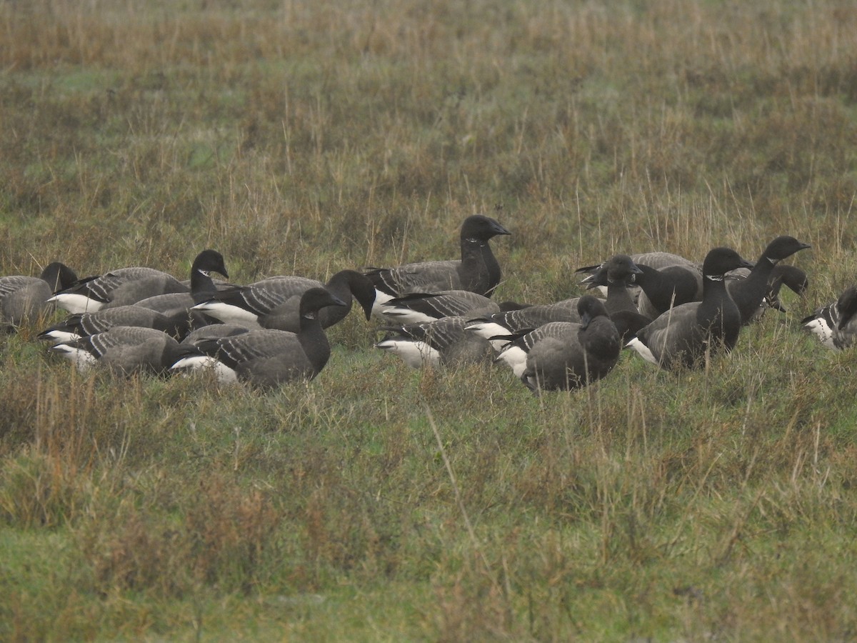 Brant - ML613117298