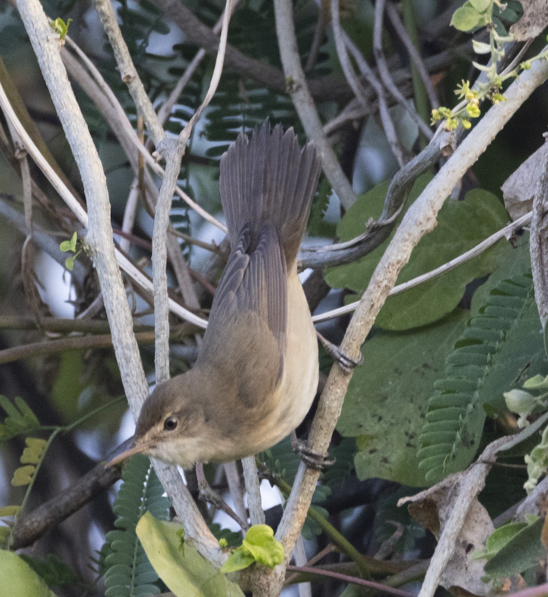 Blyth's Reed Warbler - ML613117379