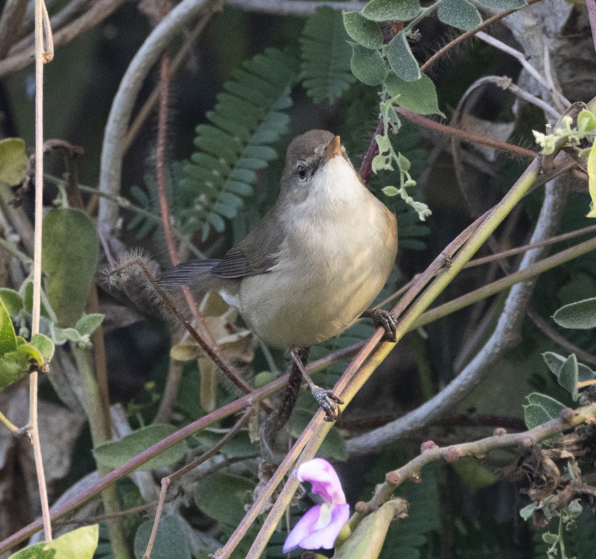 Blyth's Reed Warbler - ML613117380